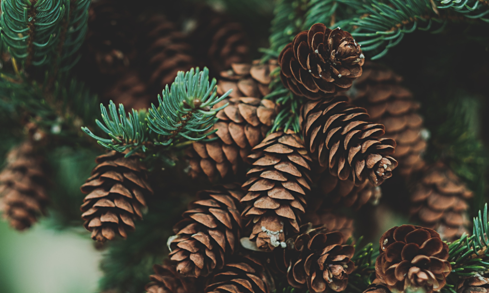 Blessing the Marginalized this Christmas