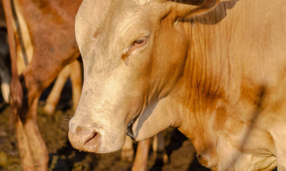 Reaching Muslim Refugees Ravaged by War