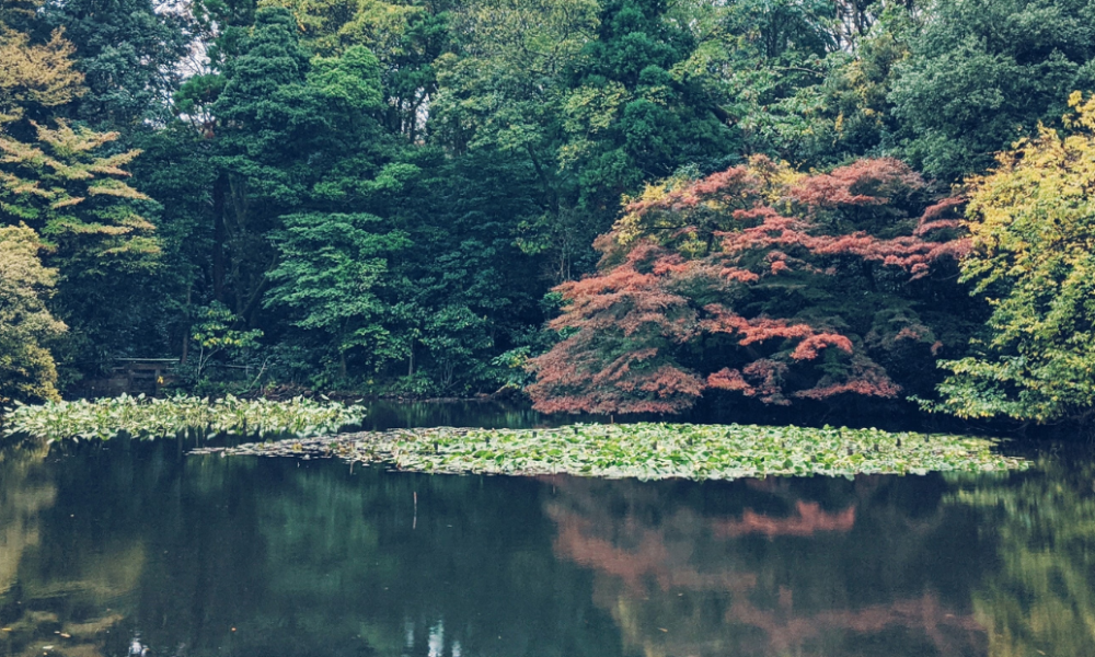 Cabin Outreach in Japan