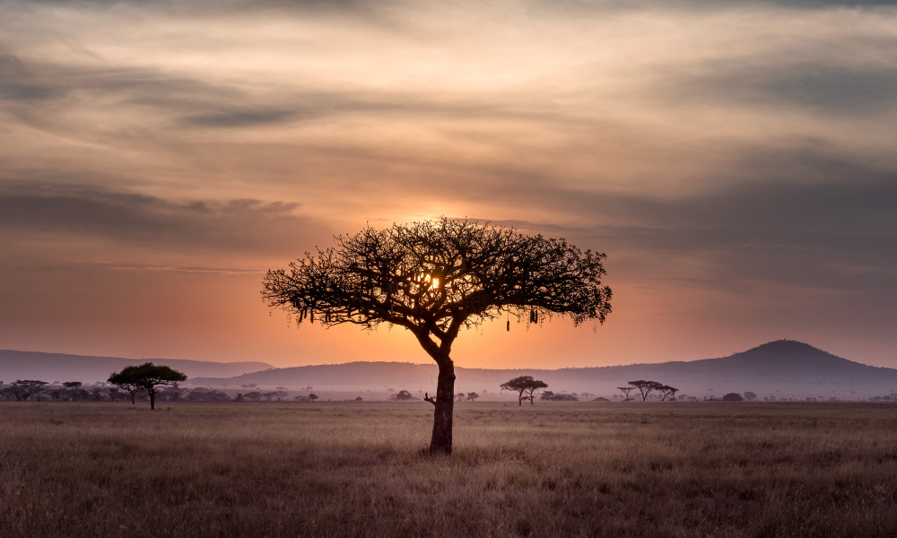 Redeeming COVID-19: Lockdown in Africa