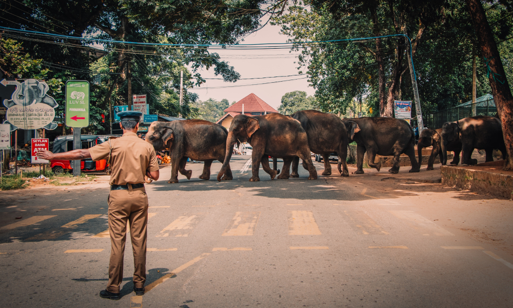 Sri Lanka on the Horizon