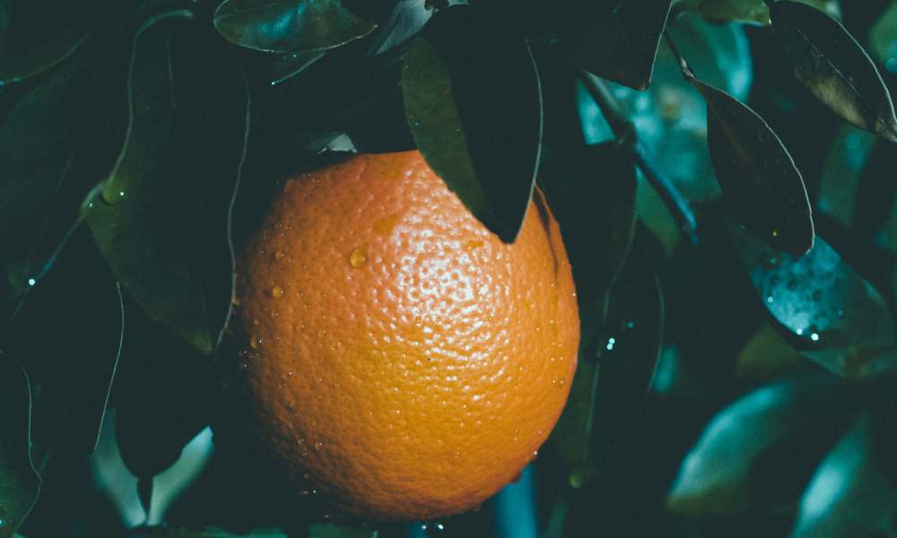 Passion and Fruitfulness: Church Planting in Africa