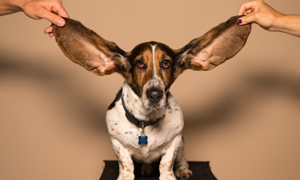 Whoever Has Ears, Let Them Hear!